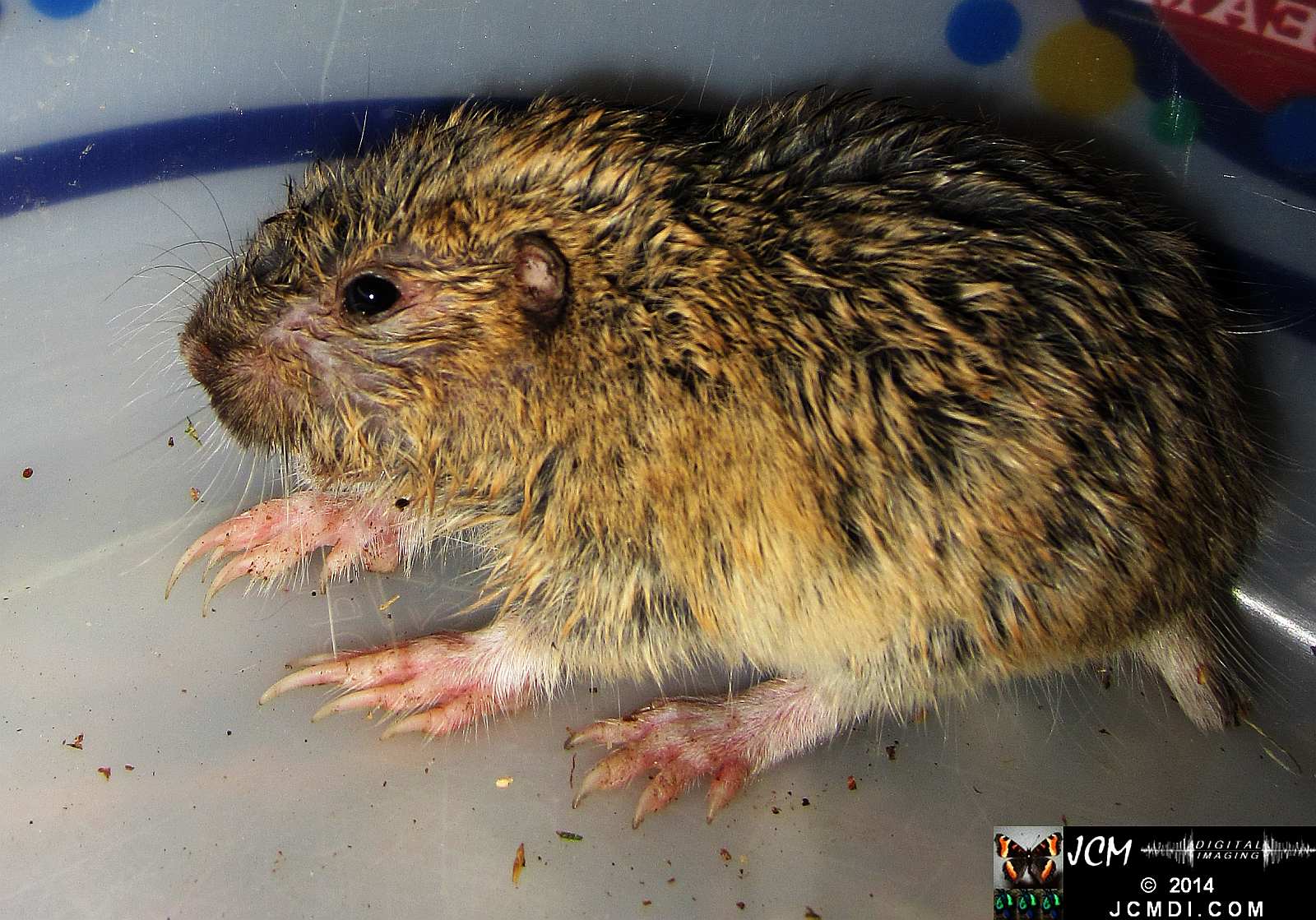 Pocket Gopher Catch and Release close-up